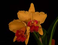 Blc. Hsinying Williette